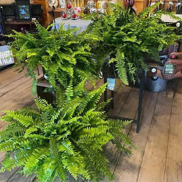 Last Day 65% OFFš„UV Resistant Lifelike Artificial Boston Fern