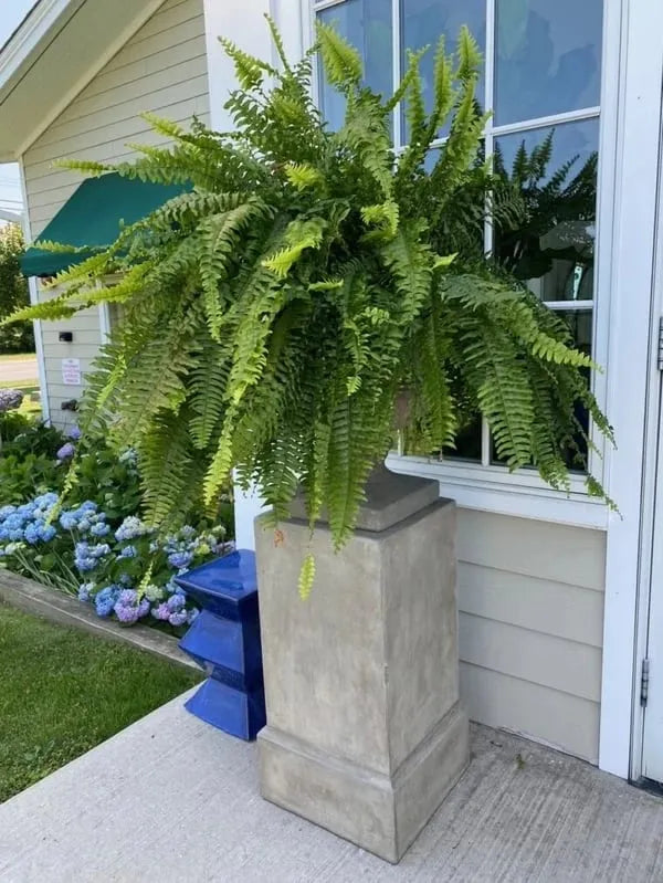 Last Day 65% OFFš„UV Resistant Lifelike Artificial Boston Fern